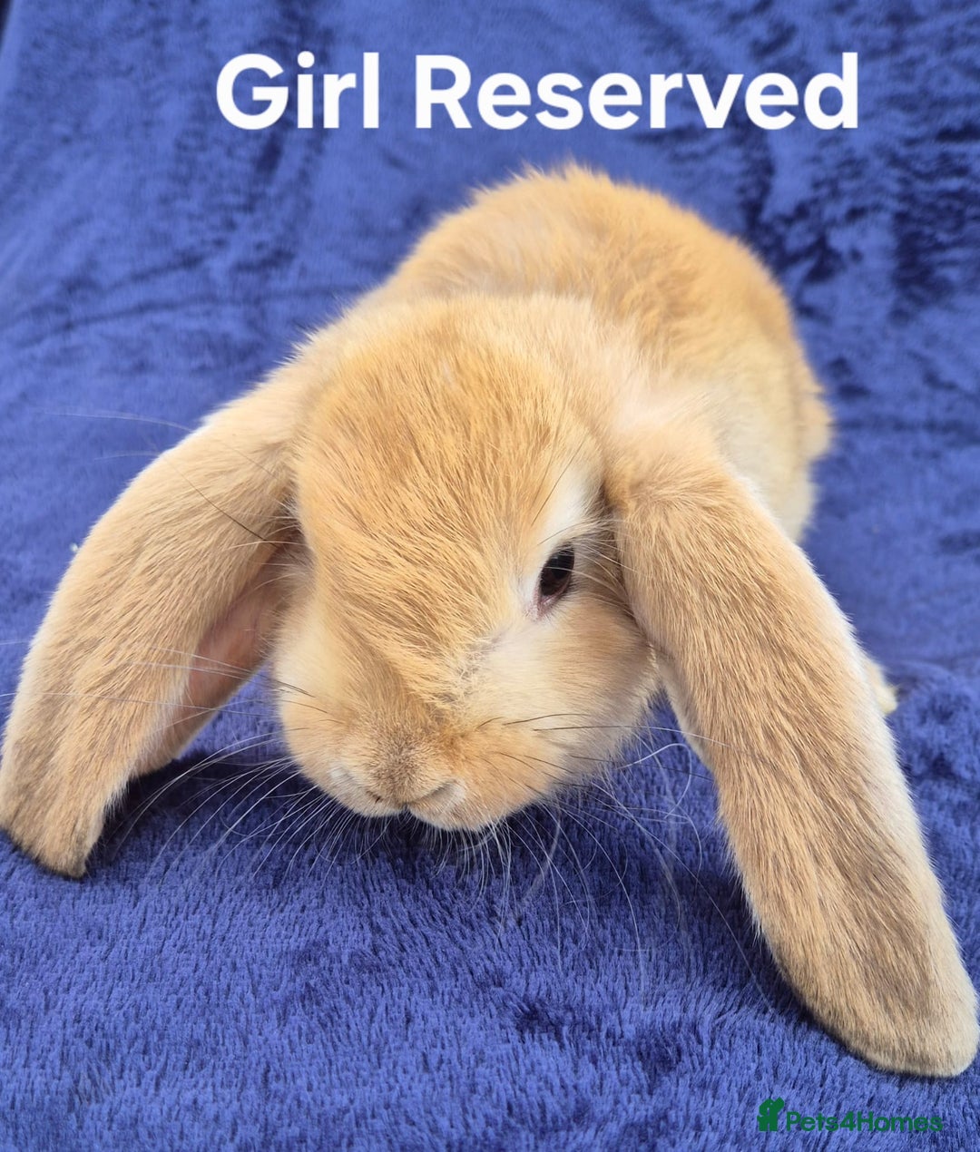 French Lop rabbits for sale: Friendly french lops - Image 3