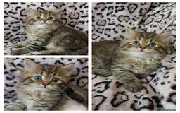 Perdoll cats for sale: Perdoll Kittens only boys - Image 2