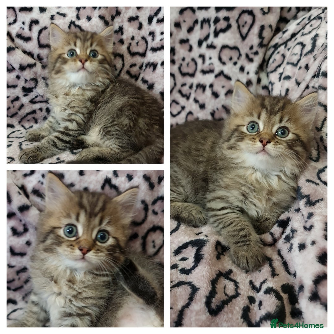 Perdoll cats for sale: Perdoll Kittens only boys - Image 2