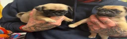 Pug dogs for sale: Stunning pug puppies  - Advert 8