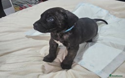 Cane Corso dogs for sale: Cane corsos  puppies  - Image 2