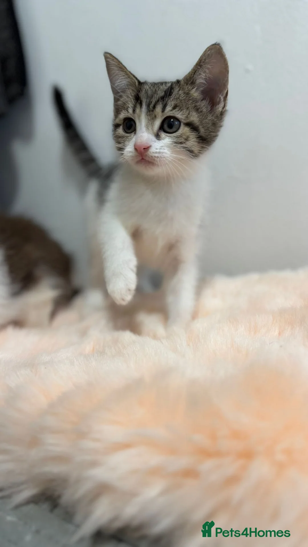 Scottish Fold cats for sale: Scottish fold x - Advert 3