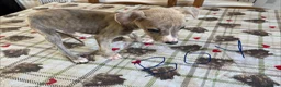 Whippet dogs for sale: Whippet puppies in Chesterfield - Advert 10