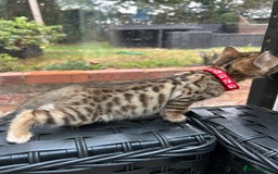 Bengal cats for sale: ❤️ PURE BENGAL KITTENS FOR RESERVATION! ❤️ in Birmingham - Image 12