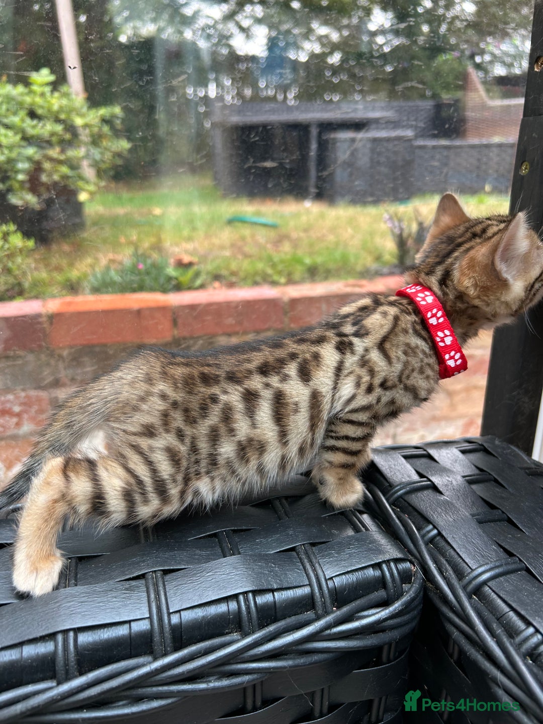 Bengal cats for sale: ❤️ PURE BENGAL KITTENS FOR RESERVATION! ❤️ in Birmingham - Image 12
