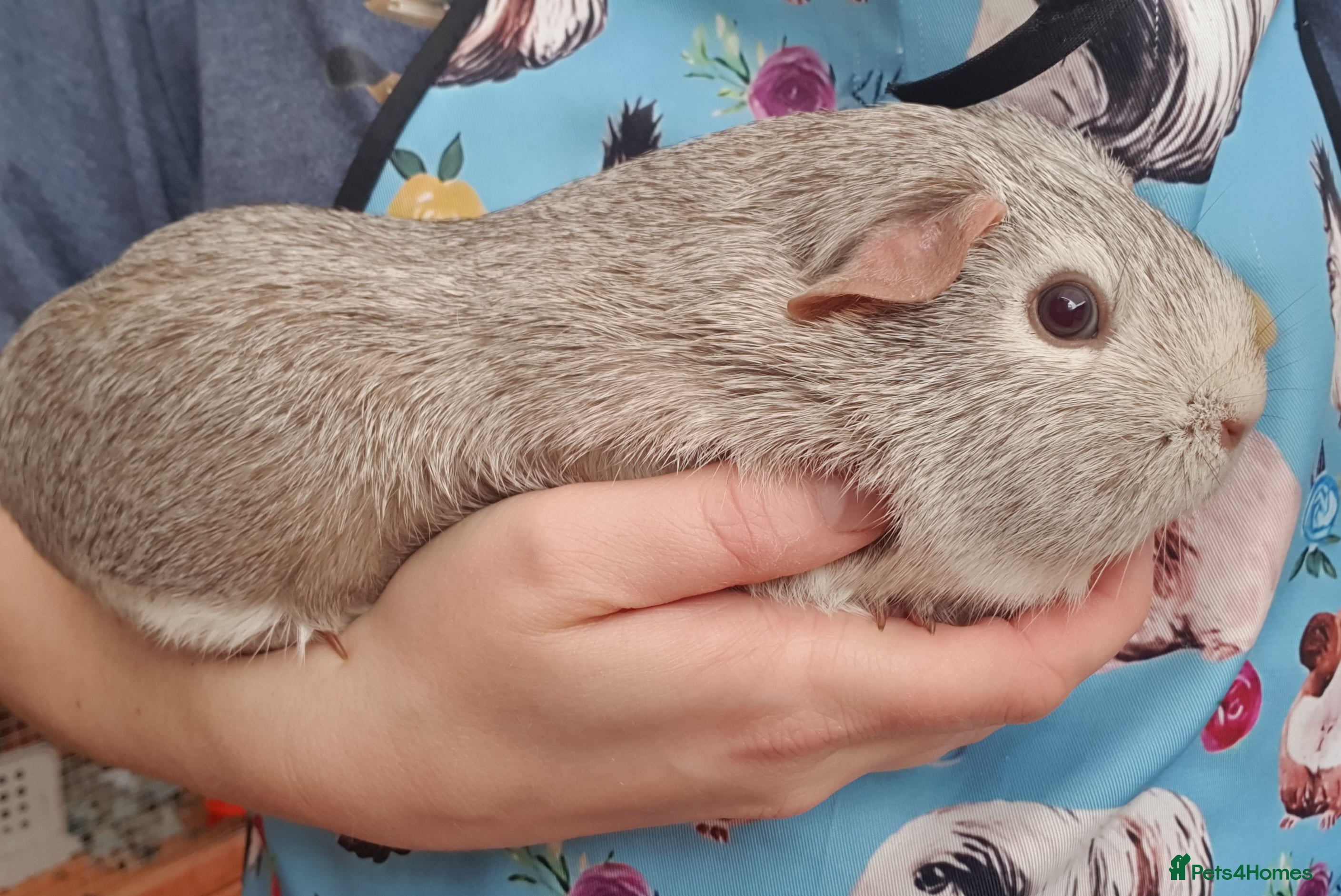 Guinea Pig rodents guinea pigs  - Advert 21