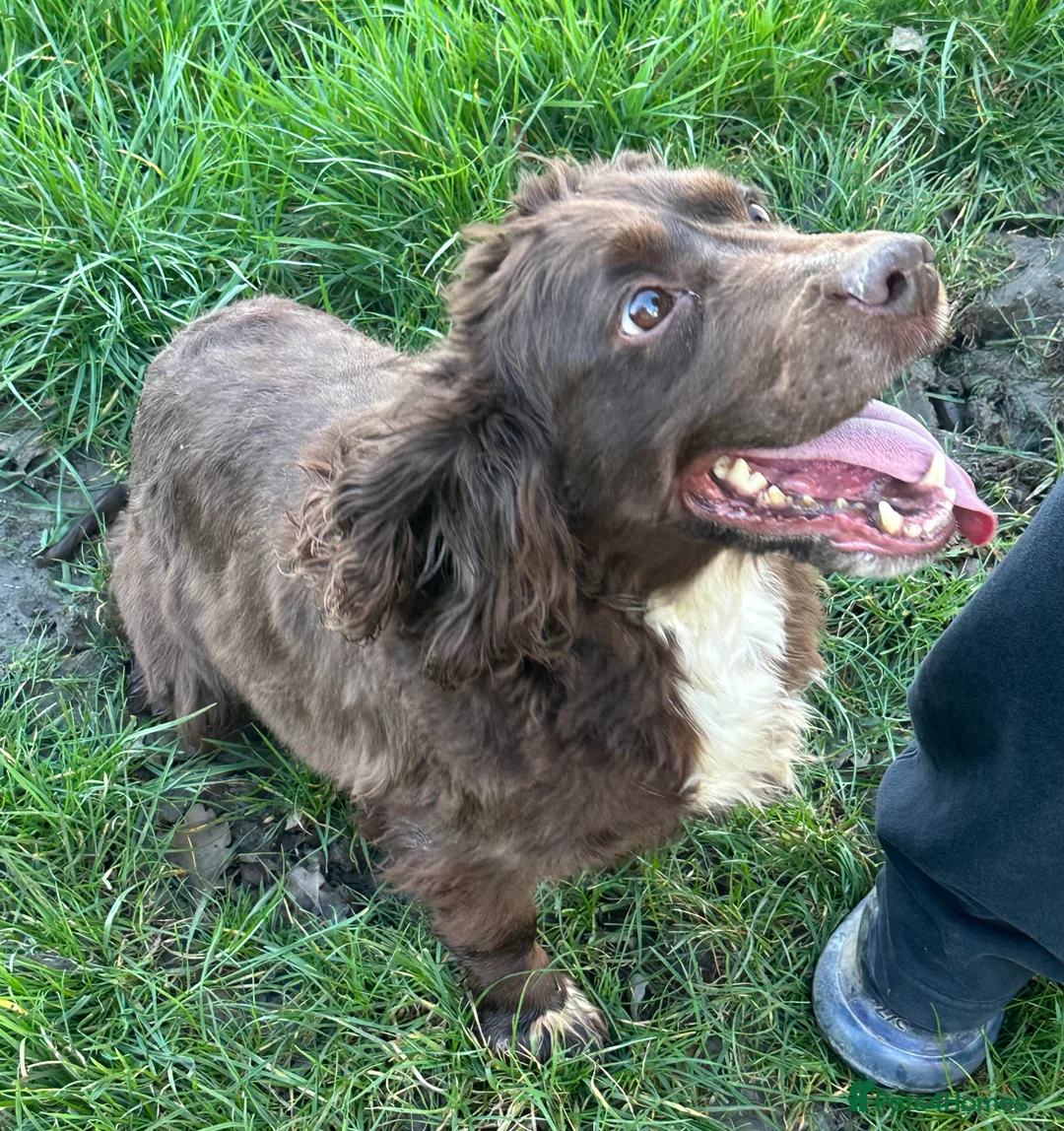 Cocker Spaniel dogs for sale: Eevee cockerspaniel  - Advert 2