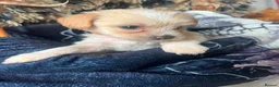 Chinese Crested dogs for sale: chinese crested for sale  - Advert 3