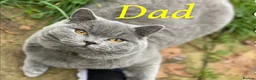 British Shorthair cats for sale: *All sold* 2027 waitlist is open x  - Advert 20