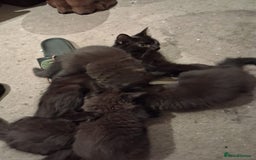 Oriental cats for sale: Little black kitten  - Image 4