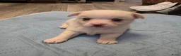 Pomchi dogs for sale: Pomchi puppies  - Advert 6