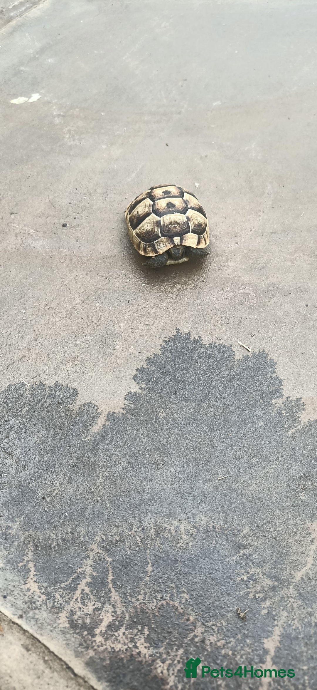 Hermann Tortoise reptiles for sale: 5 Spur Thighed Tortoises  - Image 15