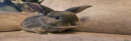 Mixed Breed rabbits for sale: 8 week old grey blue otter netherland dwarf x - Advert 6