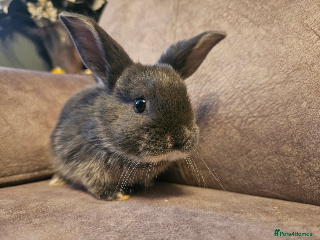 Mixed Breed rabbits for sale: 8 week old grey blue otter netherland dwarf x - Advert 6