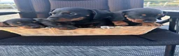 Dachshund dogs for sale: Dachshund  - Advert 2