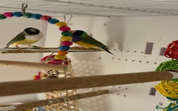 Finches birds for sale: gouildan finches available Runcorn  - Image 8