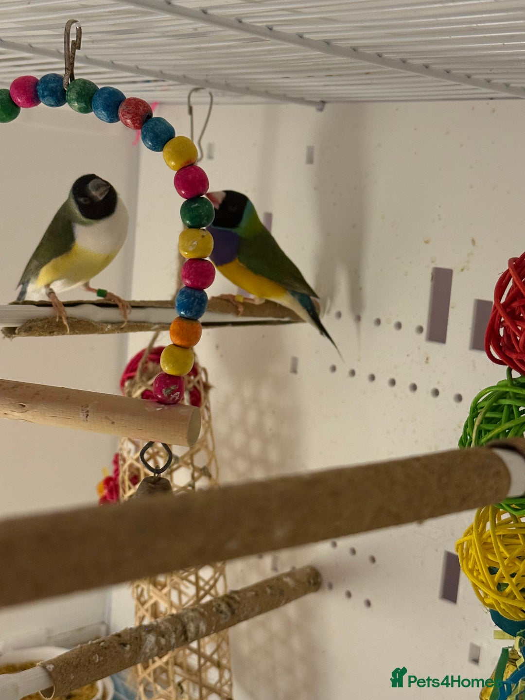 Finches birds for sale: gouildan finches available Runcorn  - Image 8