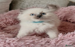 Ragdoll cats for sale: 4 fluffy boys - Image 6