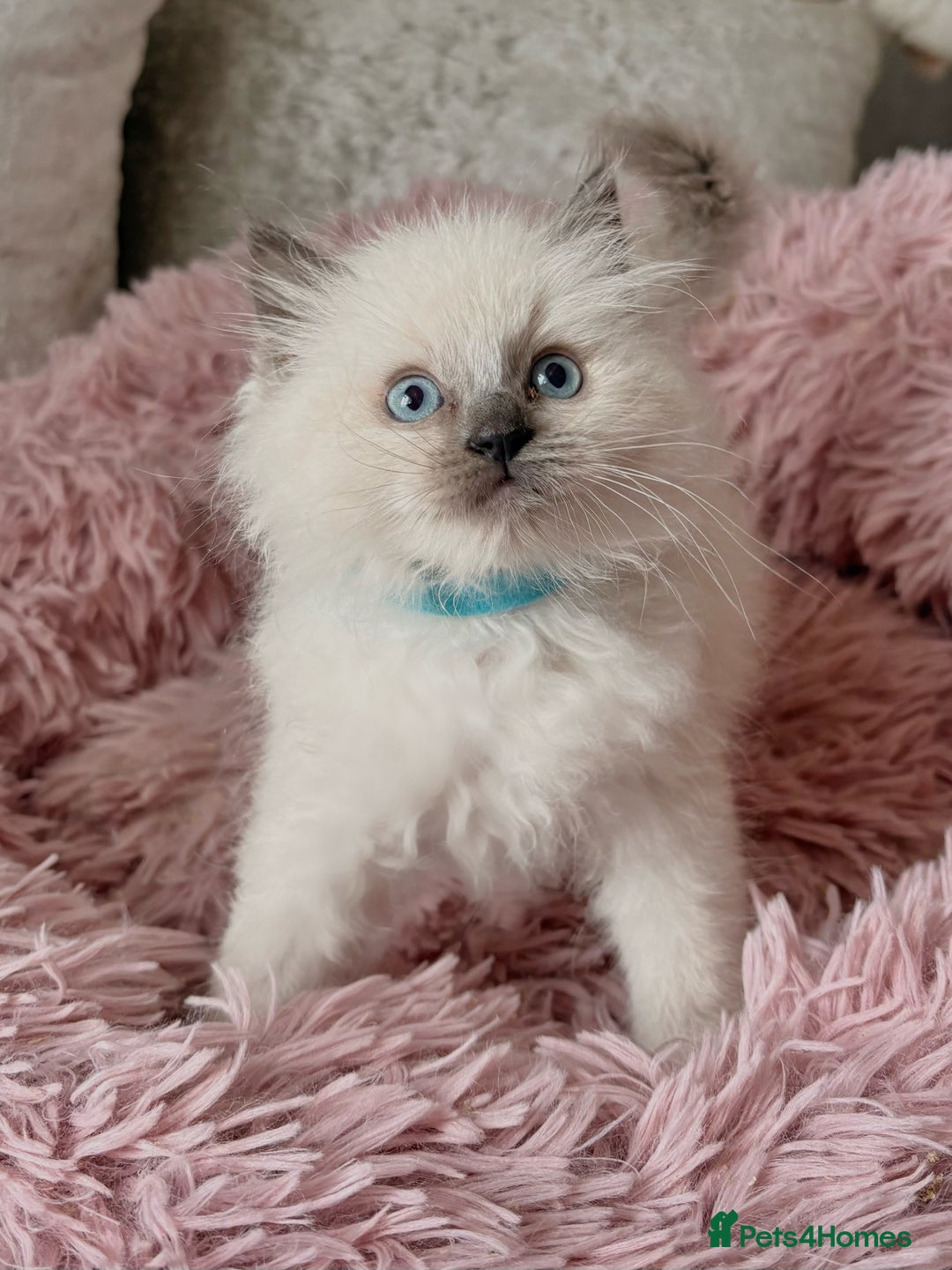 Ragdoll cats for sale: 4 fluffy boys - Image 6