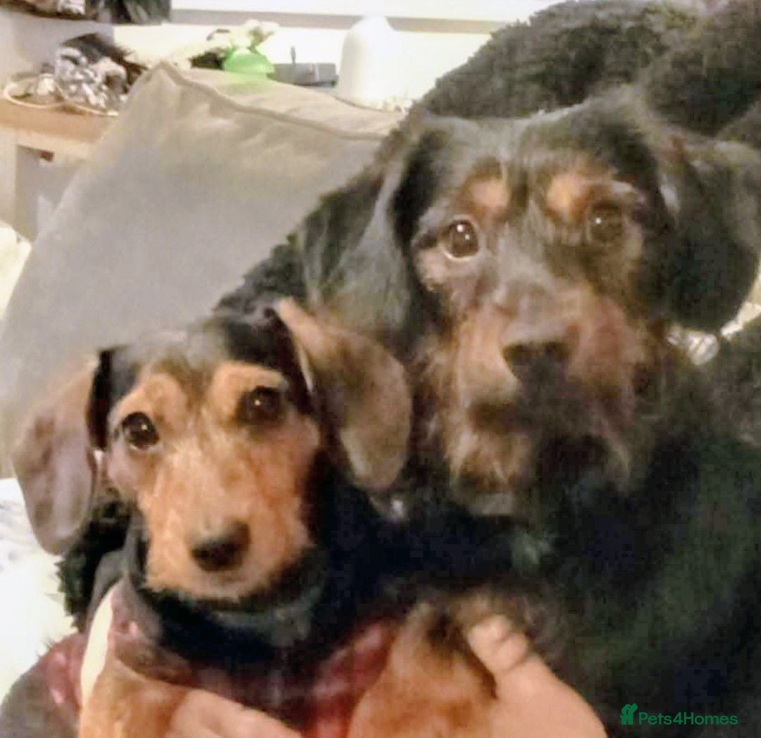 Mixed Breed dogs Miniature Dauschund/Dorkie pups - Advert 3