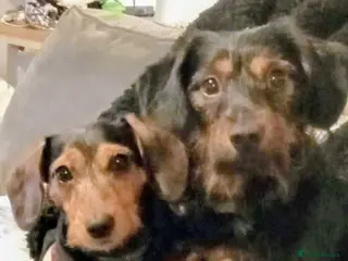 Mixed Breed dogs Miniature Dauschund/Dorkie pups - Advert 1