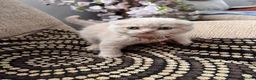 British Shorthair cats for sale: 😻CREAM & RED COLOUR KITTENS 😻 - Advert 30