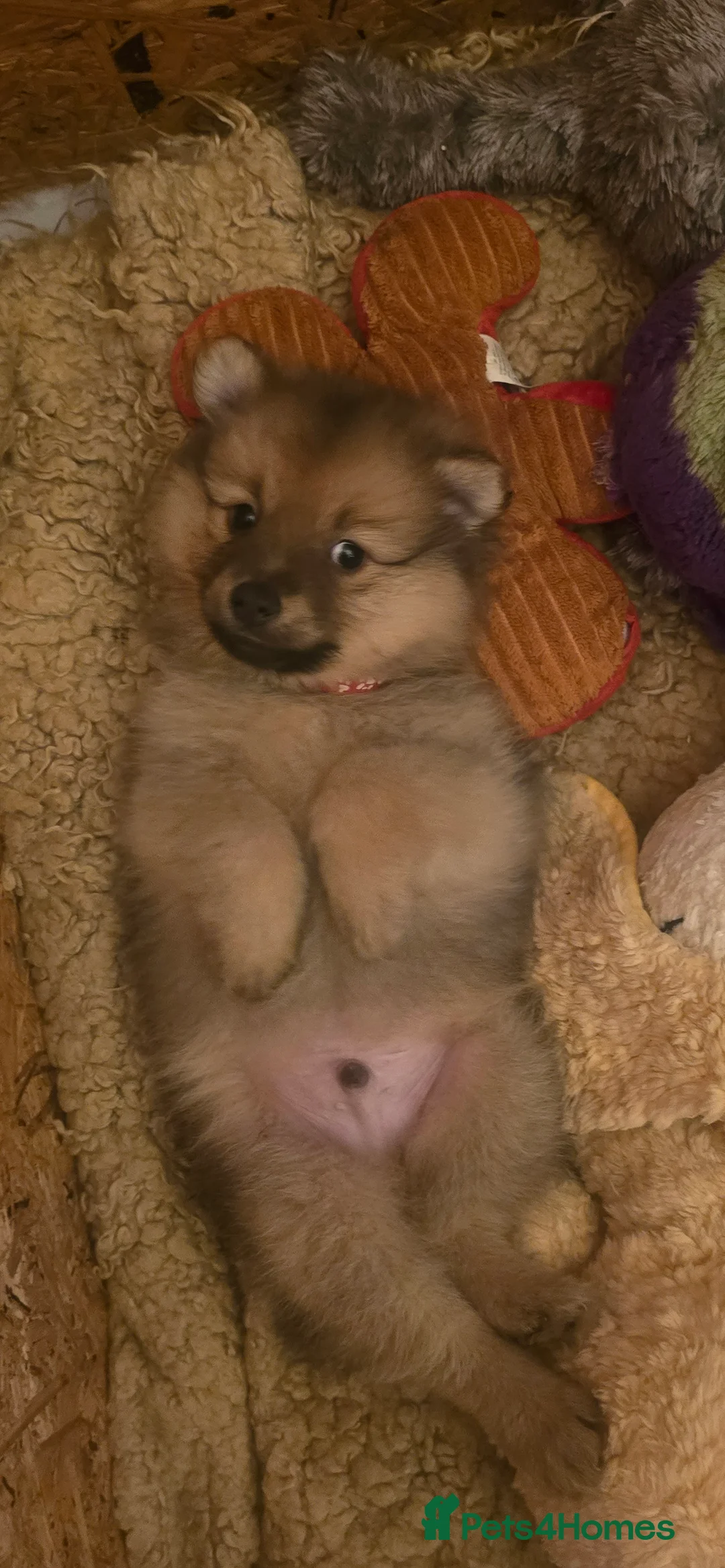 German Spitz dogs for sale: Lovingly Raised German Spitz Puppies - Advert 2
