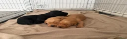 Labradoodle dogs for sale: 🦴❤️ long haired F1 Labradoodle puppies ❤️🦴 - Advert 4