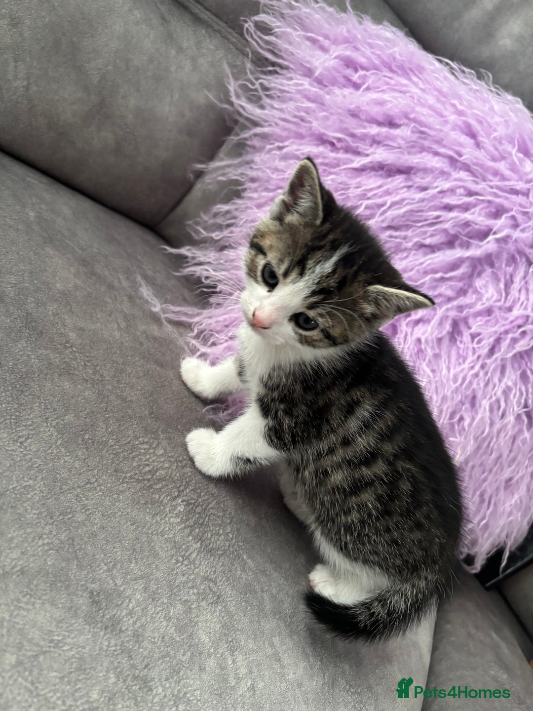 Mixed Breed cats for sale: 3 little kittens - Image 5