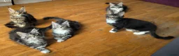 Maine Coon cats for sale: 🏆 Champion Sired Maine Coon Kittens – TICA - Advert 2