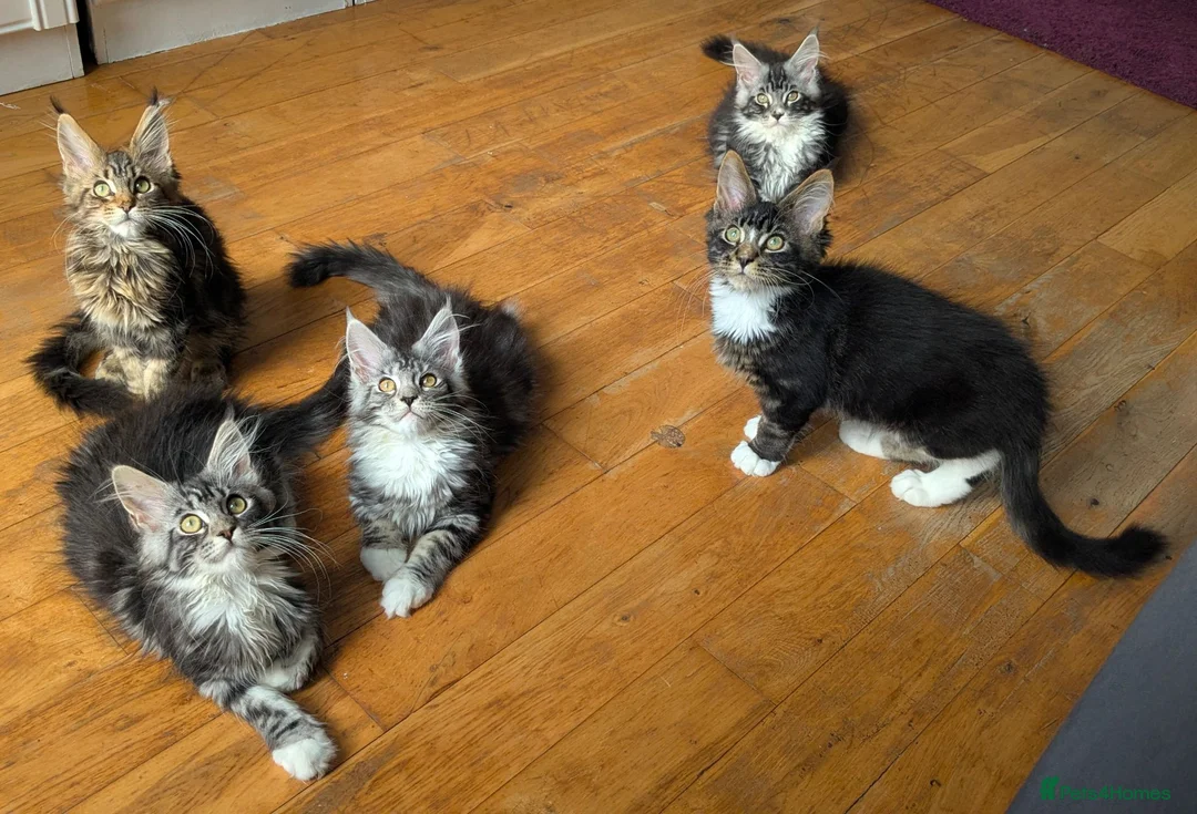 Maine Coon cats for sale: 🏆 Champion Sired Maine Coon Kittens – TICA - Advert 2