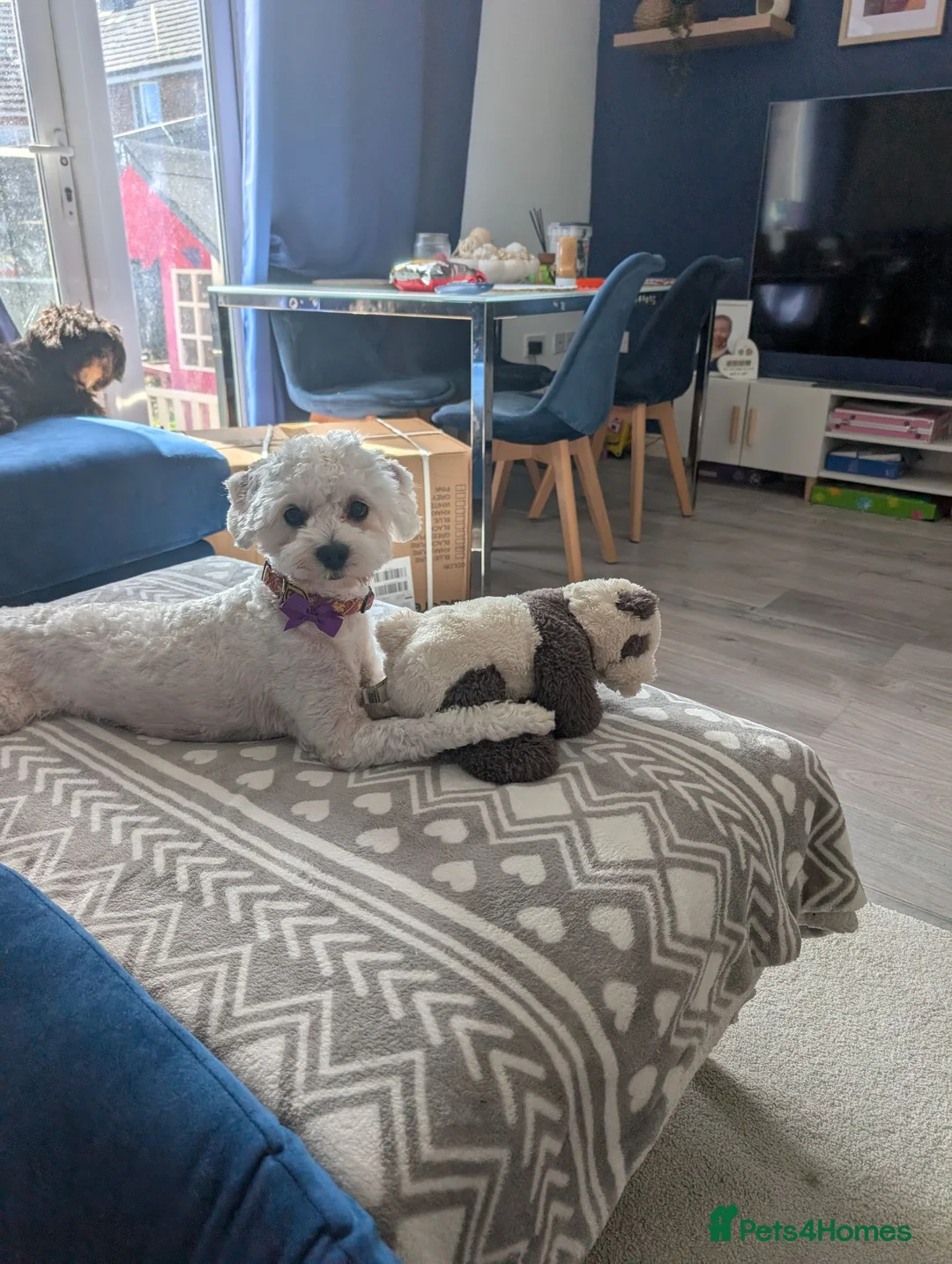 Shihpoo dogs for stud: Gorgeous shih-poo boy for stud in Hatfield - Advert 2