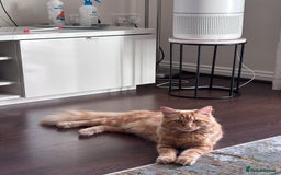 Mixed Breed cats for sale: Ginger Male Ragdoll - Image 5