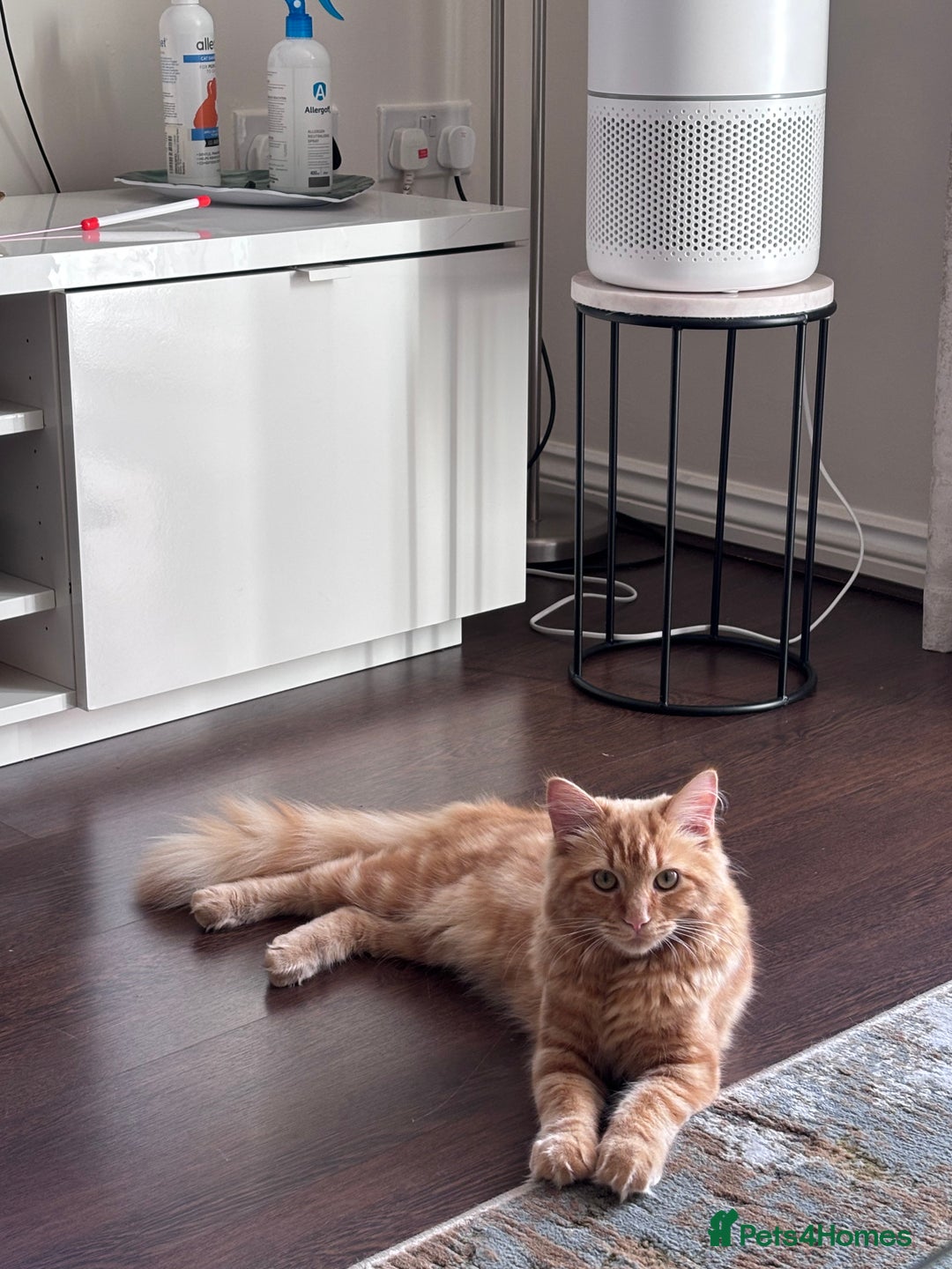 Mixed Breed cats for sale: Ginger Male Ragdoll - Image 5