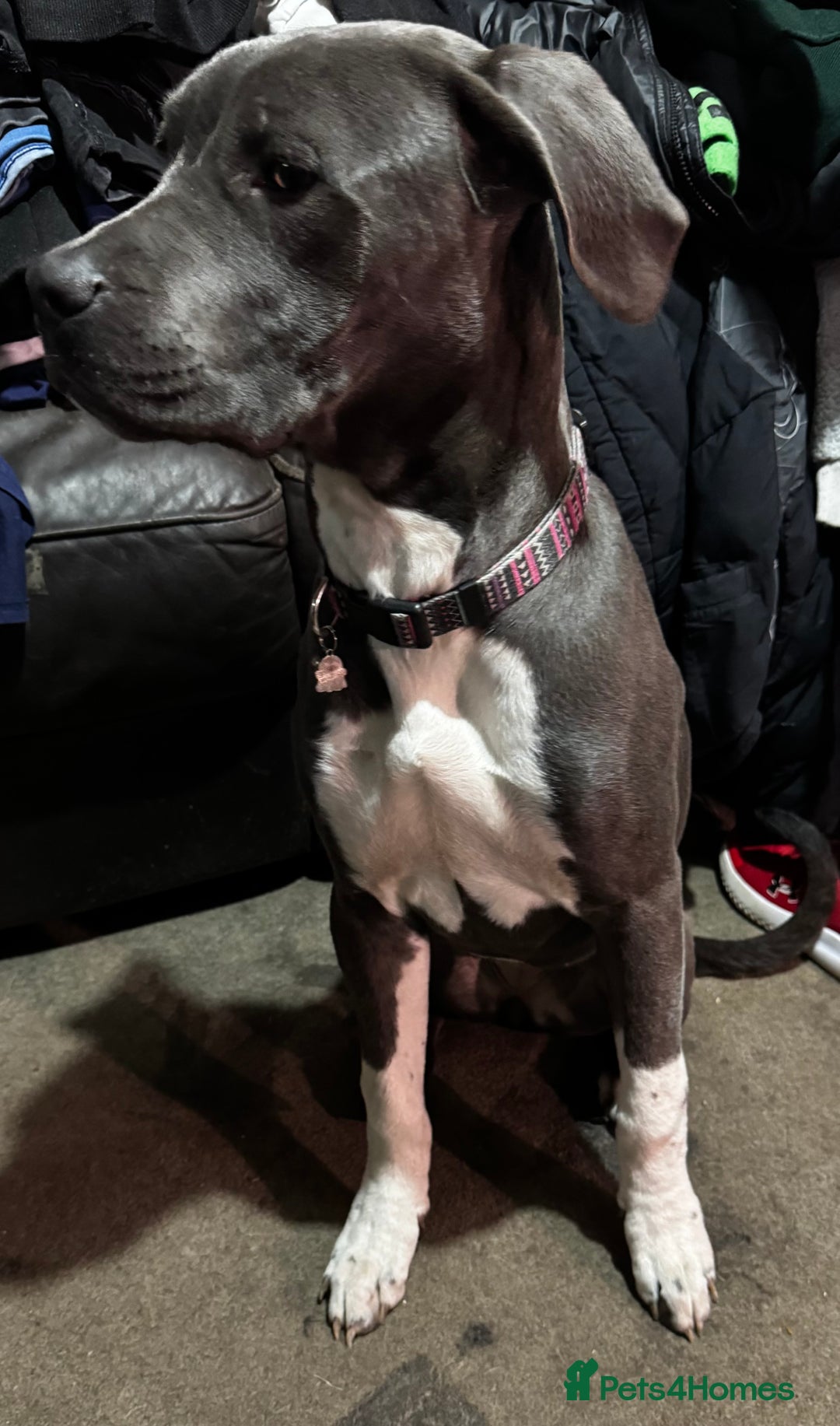 Cane Corso dogs for sale: Beautiful rare cane corso with white legs  - Advert 11