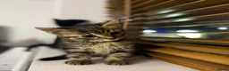 Mixed Breed cats for sale: Adorable Kittens Ready for Their Forever Homes🐾 - Advert 25