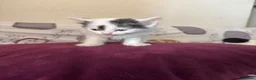 Mixed Breed cats for sale: Kittens for new homes - Advert 7