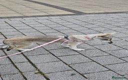 Saarloos Wolfdog dogs for sale: Wolfdog puppies. 1 boy, 3 girls available  in Wigan - Image 4