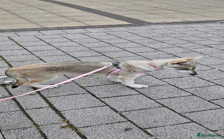 Saarloos Wolfdog dogs in Wigan - Advert 1