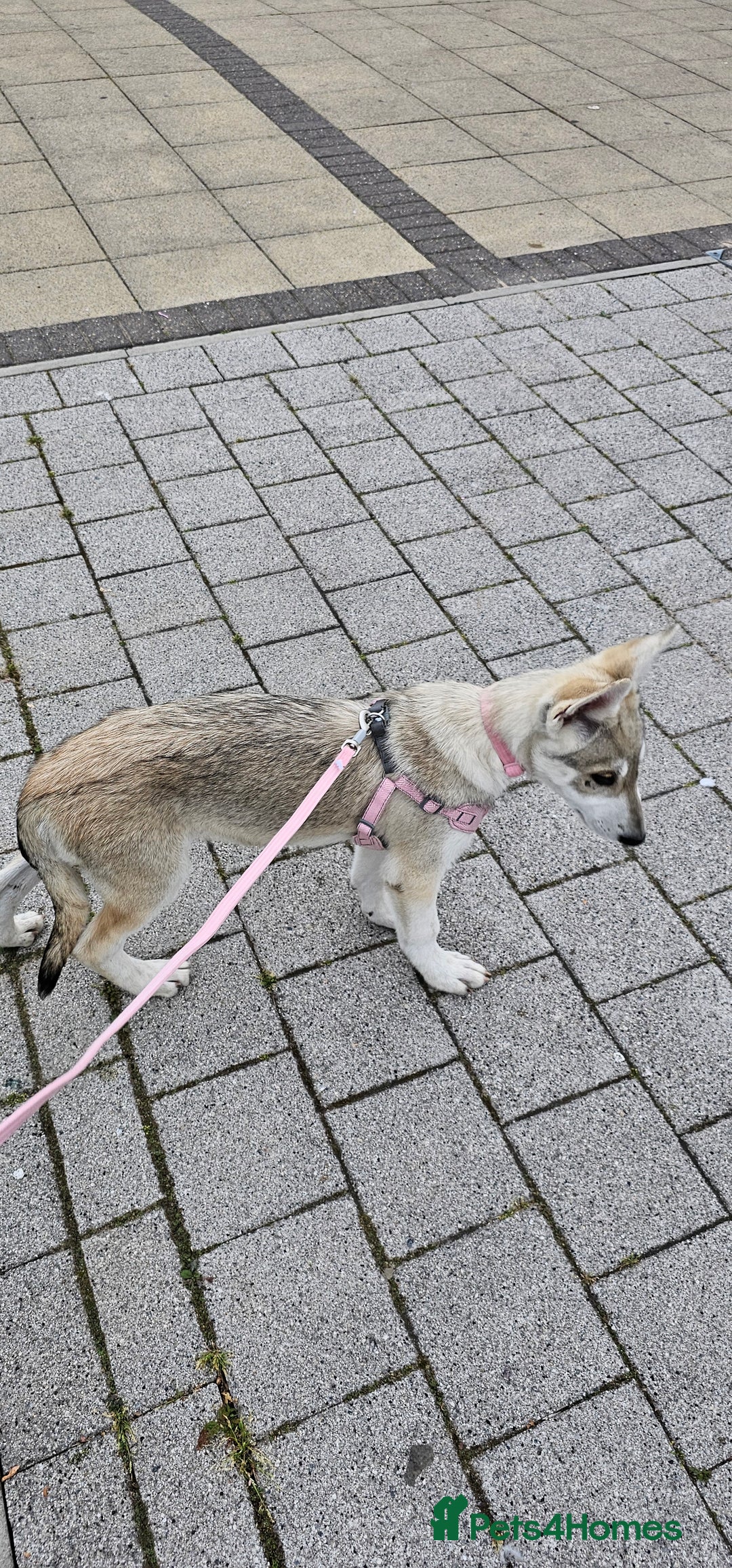 Saarloos Wolfdog dogs for sale: Wolfdog puppies. 1 boy, 3 girls available  in Wigan - Image 4