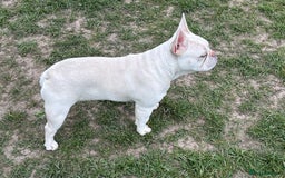 French Bulldog dogs for stud: White French bull dog blue eyes for stud  - Image 3