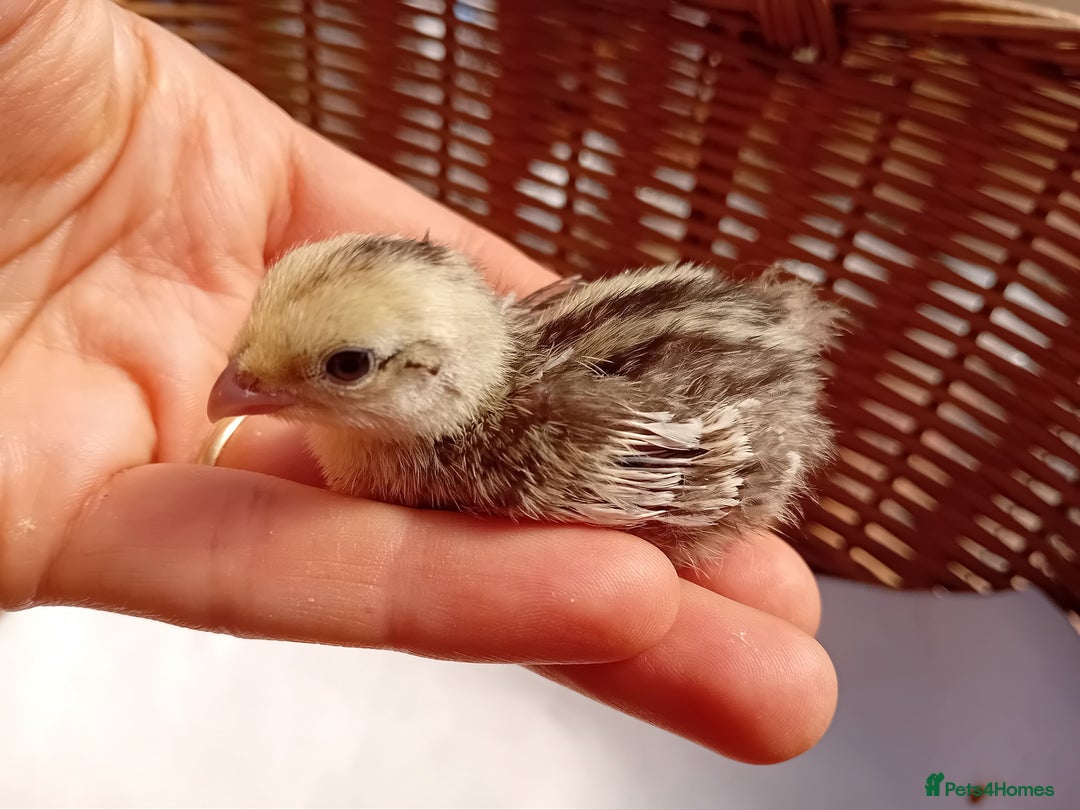 Quail poultry for sale: Snowflake Bobwhite Quail Chicks ~ Various Ages - Image 16