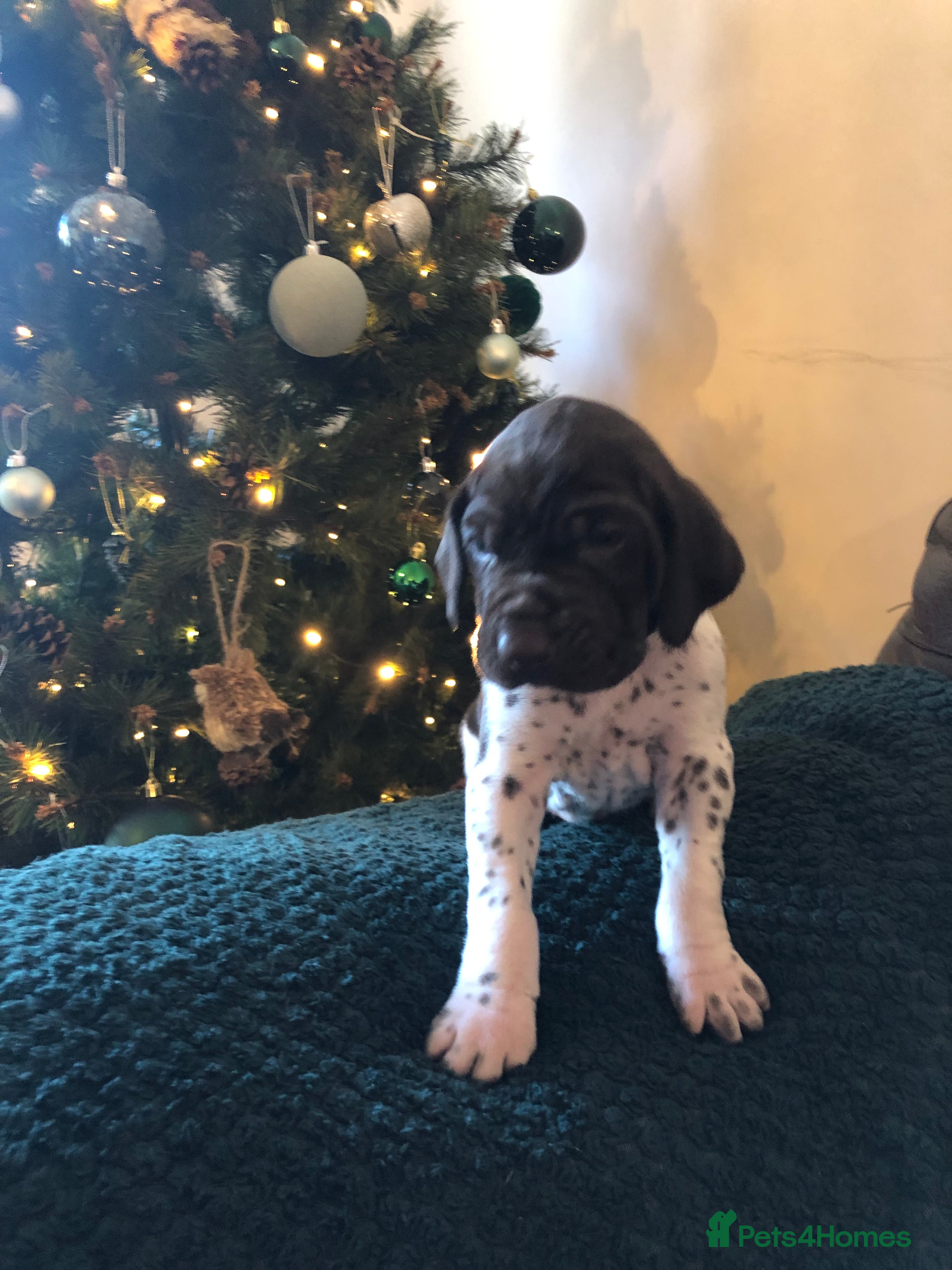 German Shorthaired Pointer dogs Stunning KC Reg German shorthaired pointers  - Advert 15
