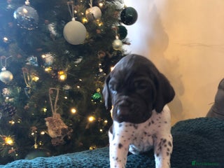 German Shorthaired Pointer dogs Stunning KC Reg German shorthaired pointers - Advert 5