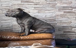 Staffordshire Bull Terrier dogs for sale: solid blues - Image 12