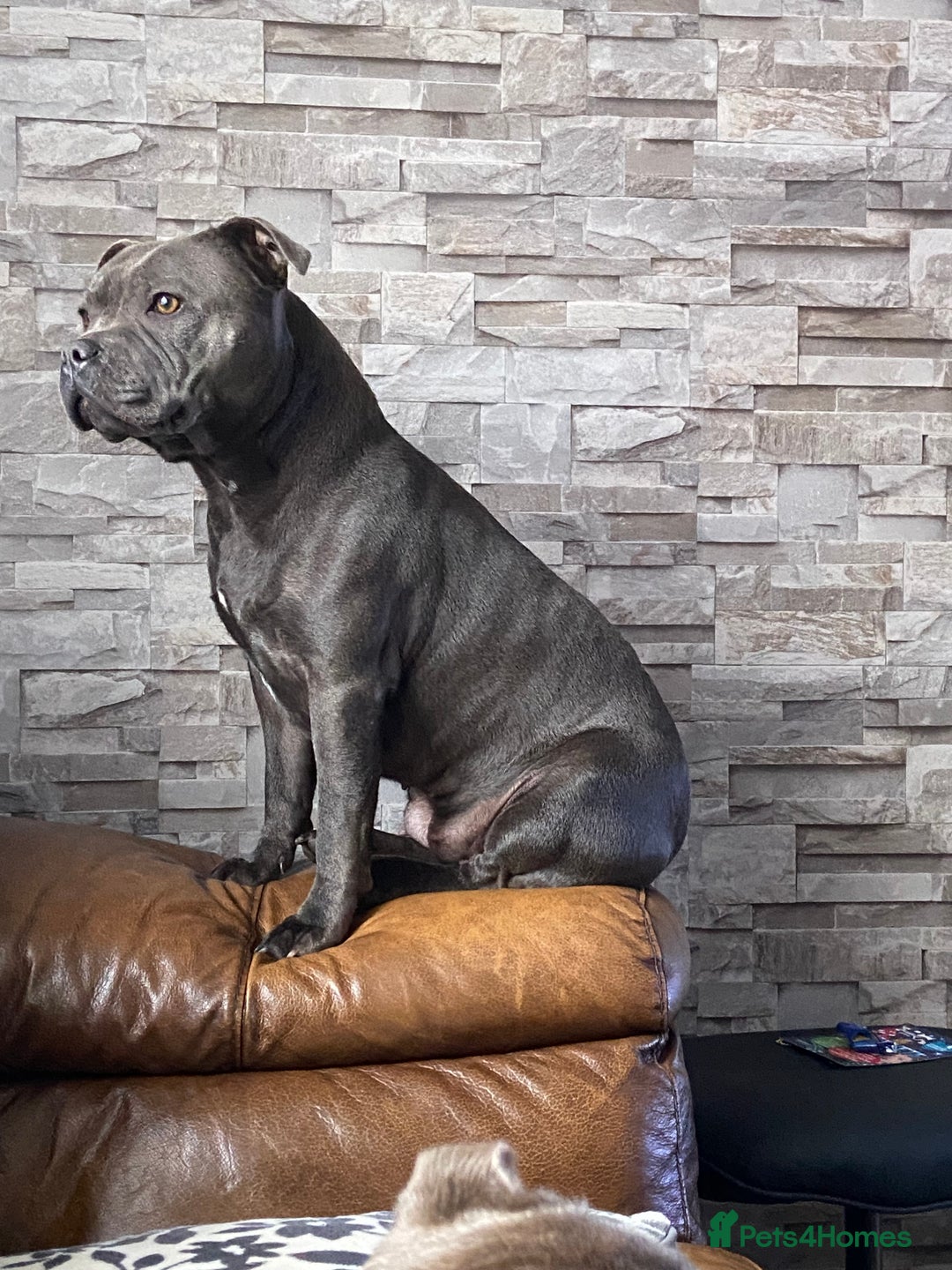Staffordshire Bull Terrier dogs for sale: solid blues - Image 12