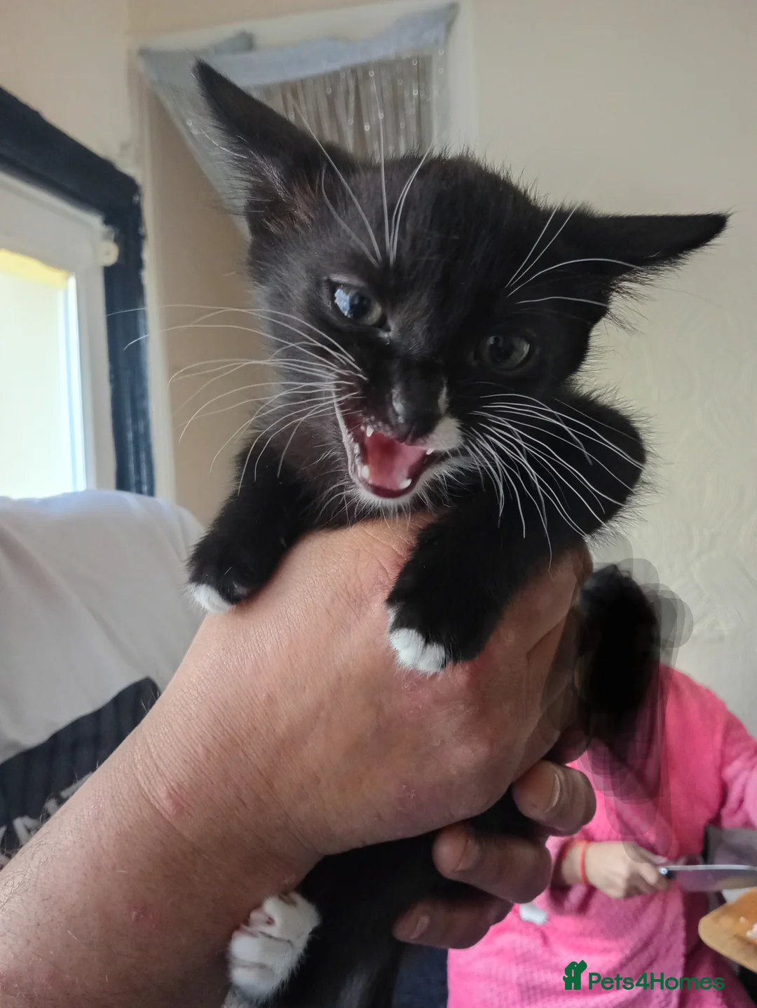 Mixed Breed cats for sale: Cute kiten - Advert 3