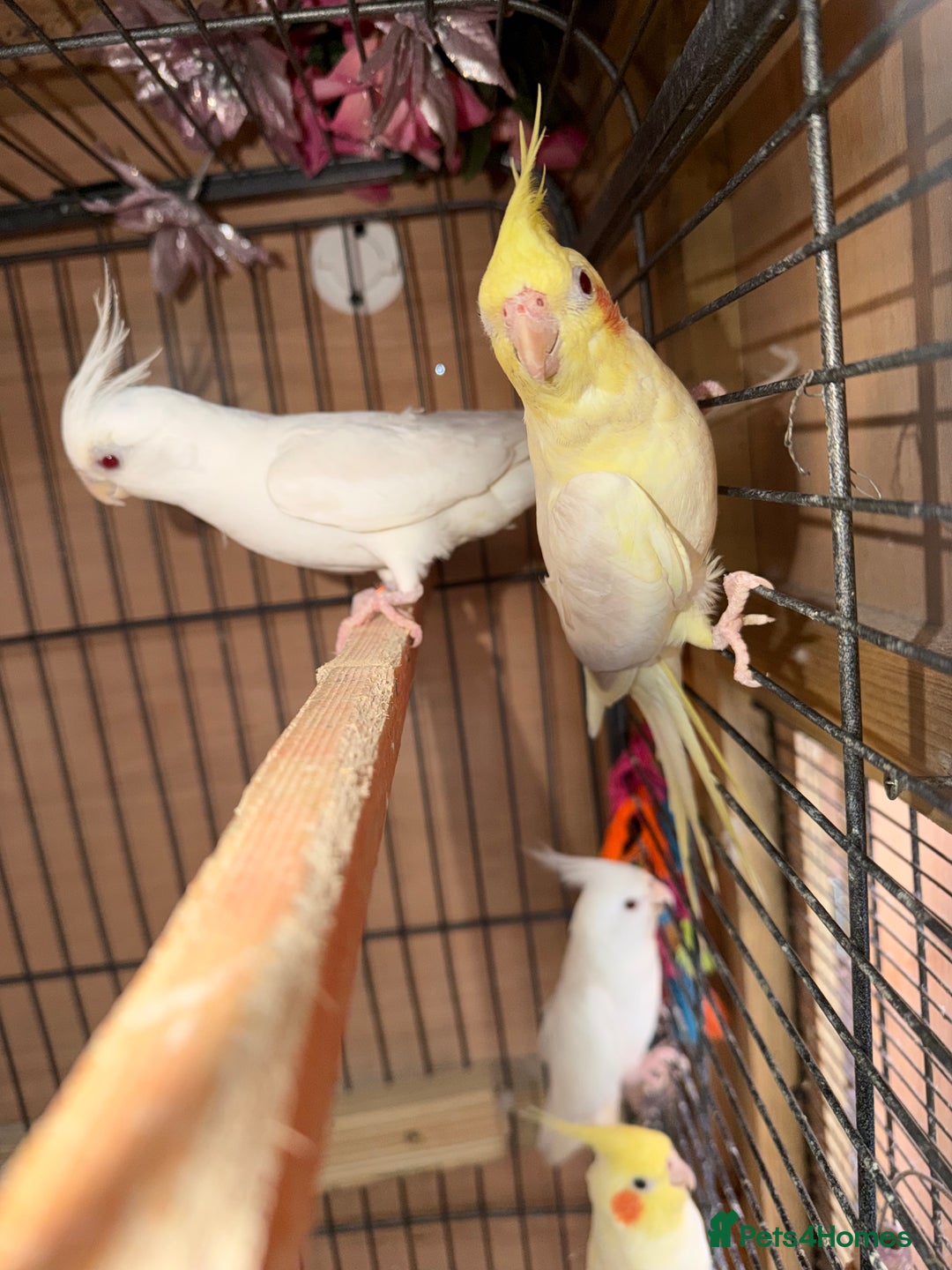 Cockatiels birds for sale: Pair cockatiel - Advert 6