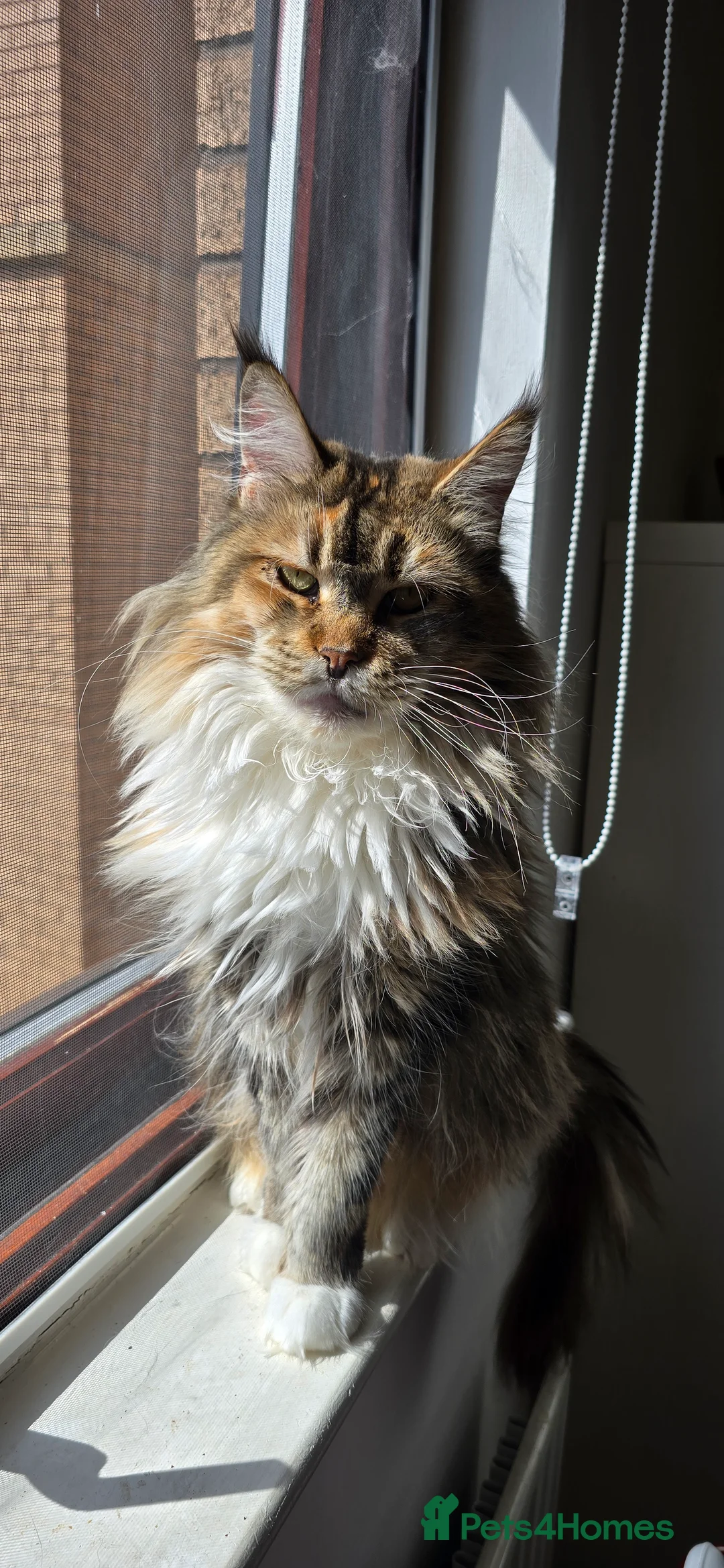 Maine Coon cats for sale: Pedigree Maine Coon Female "Luna" - Advert 5