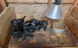 Jackapoo dogs for sale: Jackapoo puppies - Image 6